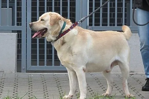 Herkules - biszkoptowy labrador szuka domu