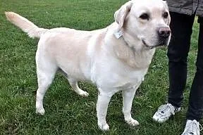 Herkules - biszkoptowy labrador szuka domu