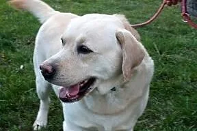 Herkules - biszkoptowy labrador szuka domu