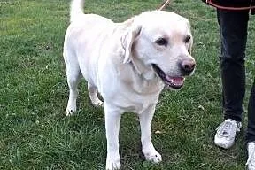 Herkules - biszkoptowy labrador szuka domu