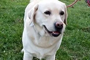 Herkules - biszkoptowy labrador szuka domu