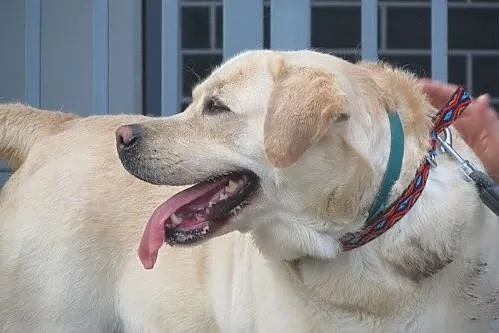 Herkules - biszkoptowy labrador szuka domu
