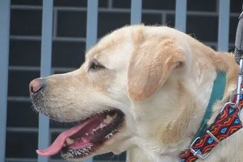 Herkules - biszkoptowy labrador szuka domu