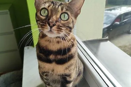 kot bengalski koty bengalskie kotka Carmen i Bagira Felis Polonia FPL, Podkarpackie, Iskrzynia