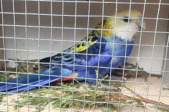 Rozella badogłowa samiec, Małopolskie, Wieliczka