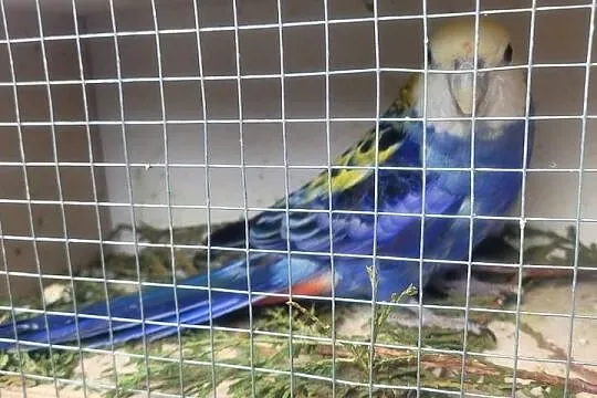 Rozella badogłowa samiec, Małopolskie, Wieliczka