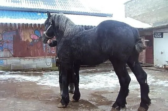 Ogierki szpaki