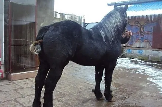 Ogierki szpaki