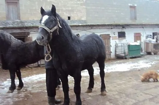 Ogierki szpaki