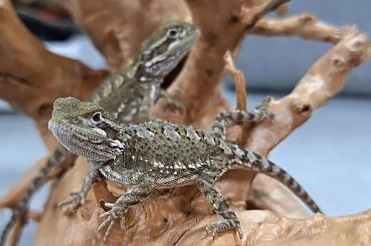 Agama brodata karłowata