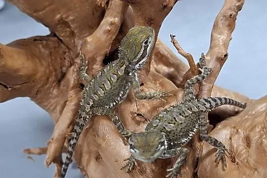 Agama brodata karłowata, Mazowieckie, Wołomin