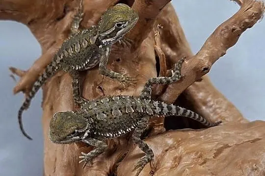 Agama brodata karłowata, Mazowieckie, Wołomin
