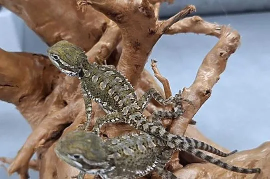 Agama brodata karłowata, Mazowieckie, Wołomin