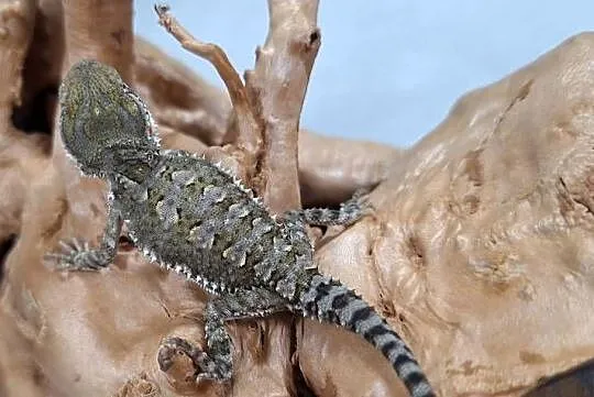 Agama brodata karłowata, Mazowieckie, Wołomin