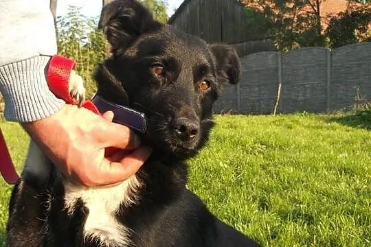 Malutki Largo i jego wielkie marzenie o domu.