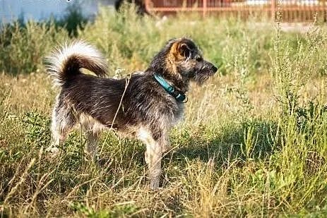 Terrierowaty Radzio szuka kochającego domku,  Kund
