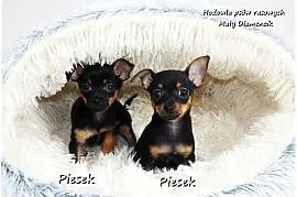 Mini Piesek Pinczer miniaturowy, tzw. Ratlerek Sarenka do REZERWACJI !!