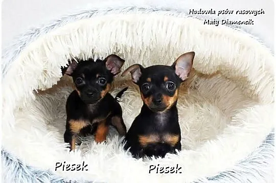 Mini Piesek Pinczer miniaturowy, tzw. Ratlerek Sarenka do REZERWACJI !!