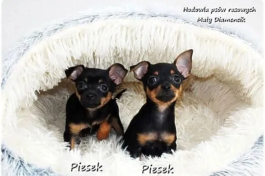 Mini Piesek Pinczer miniaturowy, tzw. Ratlerek Sarenka do REZERWACJI !!, Lubuskie, Żary