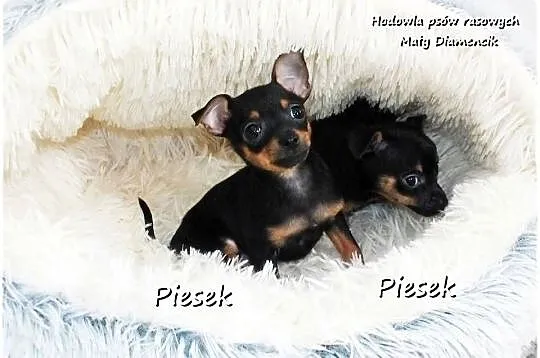 Mini Piesek Pinczer miniaturowy, tzw. Ratlerek Sarenka do REZERWACJI !!, Lubuskie, Żary