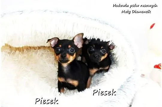 Mini Piesek Pinczer miniaturowy, tzw. Ratlerek Sarenka do REZERWACJI !!, Lubuskie, Żary