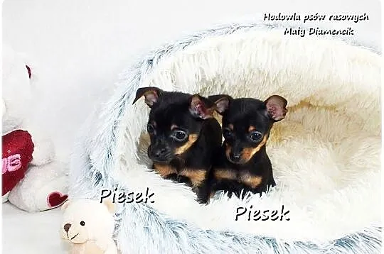 Mini Piesek Pinczer miniaturowy, tzw. Ratlerek Sarenka do REZERWACJI !!, Lubuskie, Żary