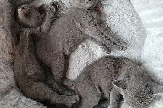 Kocięta Rosyjskie Niebieskie WCF, Lubuskie, Baczyna