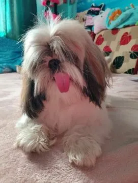 Sprzedam psa Shih tzu Tricolor Pies ma rok posiada wszystkie szczepienia oraz metrykę, , Andrychów