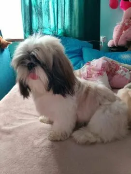 Sprzedam psa Shih tzu Tricolor Pies ma rok posiada wszystkie szczepienia oraz metrykę, , Andrychów