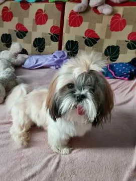 Sprzedam psa Shih tzu Tricolor Pies ma rok posiada wszystkie szczepienia oraz metrykę, , Andrychów