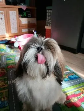 Sprzedam psa Shih tzu Tricolor Pies ma rok posiada wszystkie szczepienia oraz metrykę, , Andrychów