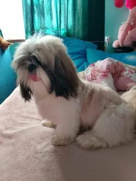 Sprzedam psa Shih tzu Tricolor Pies ma rok posiada wszystkie szczepienia oraz metrykę