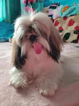 Sprzedam psa Shih tzu Tricolor Pies ma rok posiada wszystkie szczepienia oraz metrykę, , Andrychów
