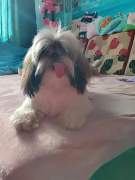 Sprzedam psa Shih tzu Tricolor Pies ma rok posiada wszystkie szczepienia oraz metrykę, , Andrychów