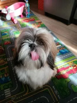 Sprzedam psa Shih tzu Tricolor Pies ma rok posiada wszystkie szczepienia oraz metrykę, , Andrychów