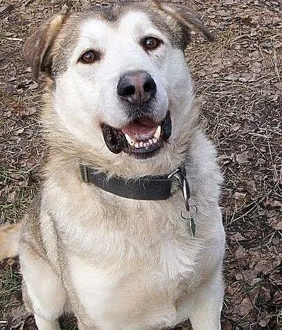 Mati kochany, łagodny, wesoły mix alaskan malamute