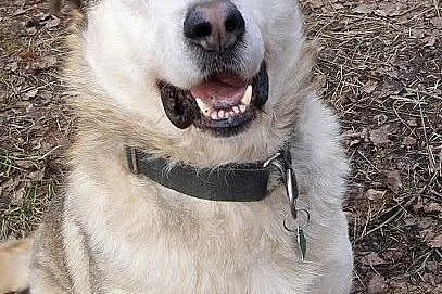 Mati kochany, łagodny, wesoły mix alaskan malamute