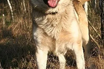 Mati kochany, łagodny, wesoły mix alaskan malamute