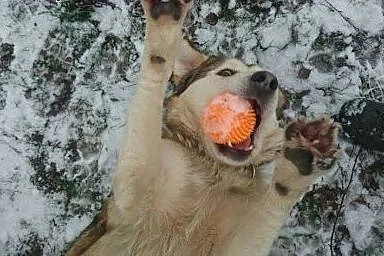 Mati kochany, łagodny, wesoły mix alaskan malamute