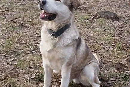 Mati kochany, łagodny, wesoły mix alaskan malamute