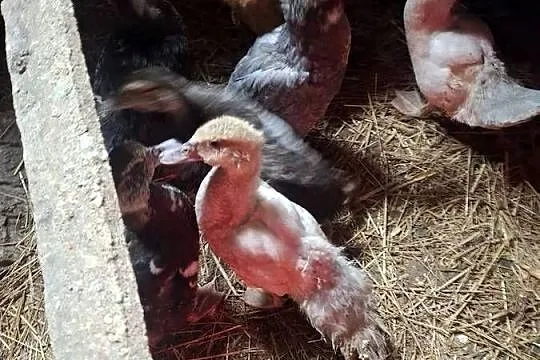 Do sprzedania młode kaczki