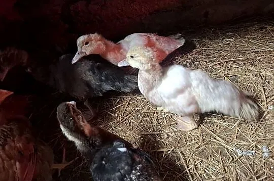 Do sprzedania młode kaczki, Małopolskie, Łososina Dolna