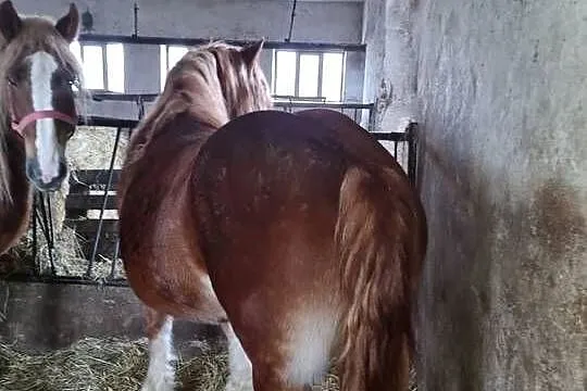 Klacz zimnokrwista zrebna, Opolskie, Grodków
