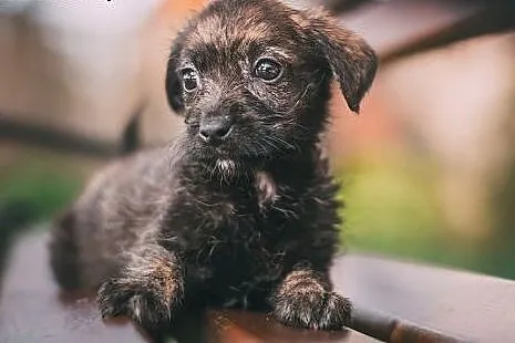 Marysiątka - sześć maluchów do pilnej adopcji.,  m