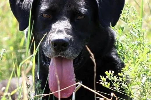 STEF  energiczny kochany pies w typie labradorka-  Adopuj,  mazowieckie Nowy Dwór Mazowiecki