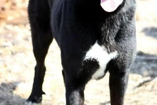 STEF  energiczny kochany pies w typie labradorka- 