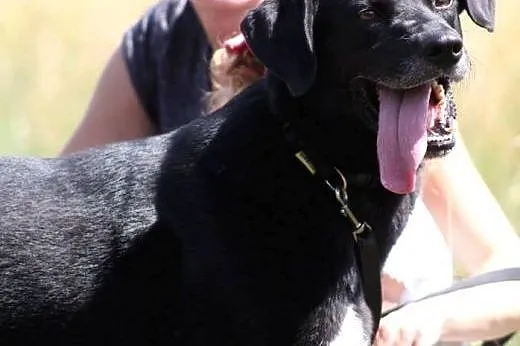 STEF  energiczny kochany pies w typie labradorka- 