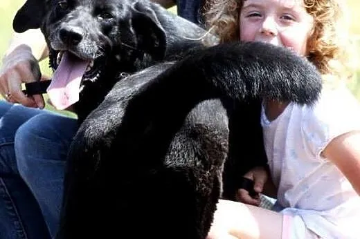 STEF  energiczny kochany pies w typie labradorka- 