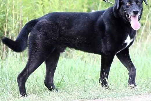 STEF  energiczny kochany pies w typie labradorka- 