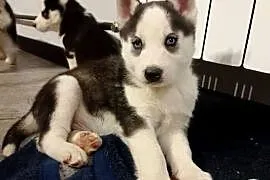 Piesek Syberian Husky